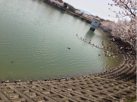 f:id:aipon2004:20130405080937j:image