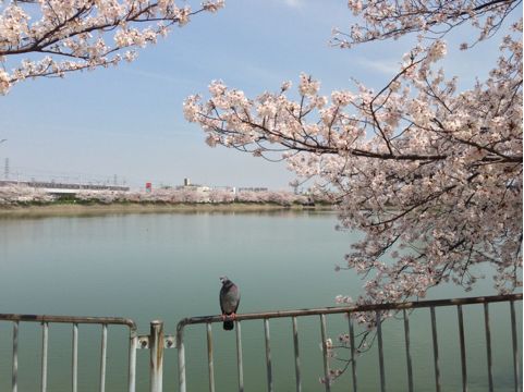 f:id:aipon2004:20130405081126j:image