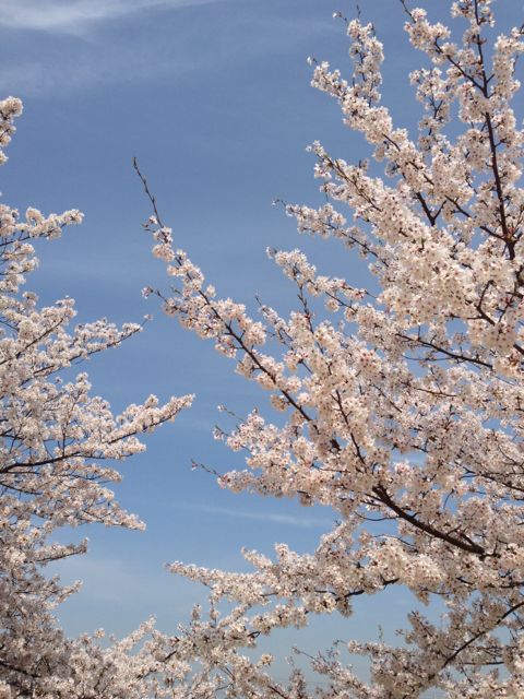 f:id:aipon2004:20130405081321j:image