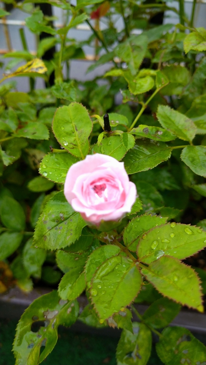f:id:airaingood:20201112162227j:plain f:id:airaingood:20201112162227j:plain