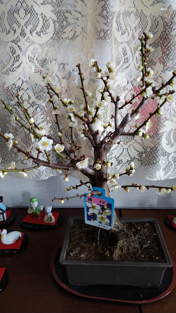 f:id:airaingood:20201228123909j:plain