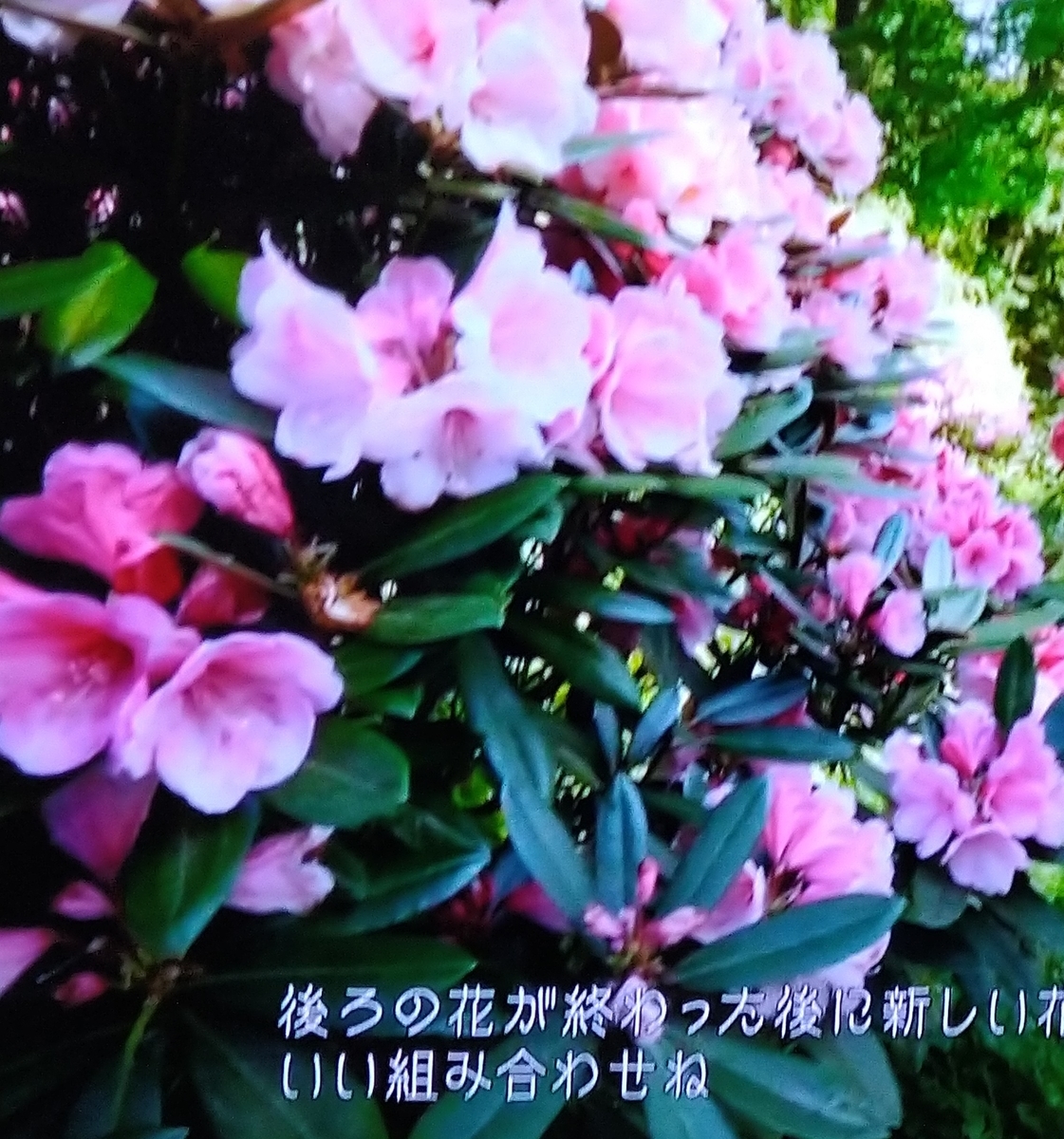 f:id:airaingood:20210103152219j:plain