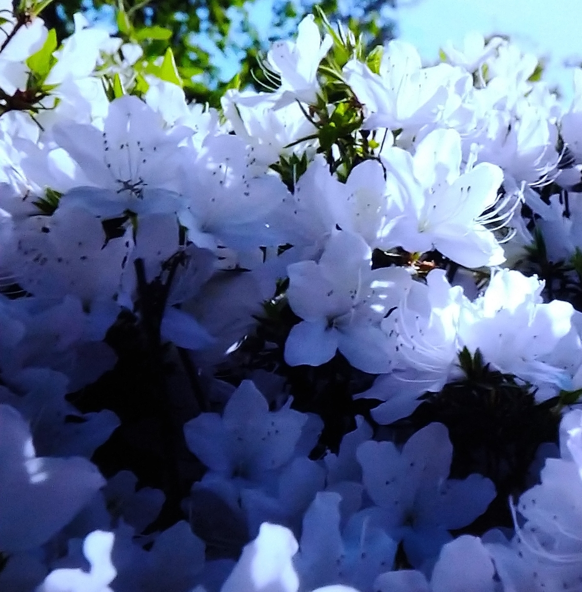 f:id:airaingood:20210103152315j:plain