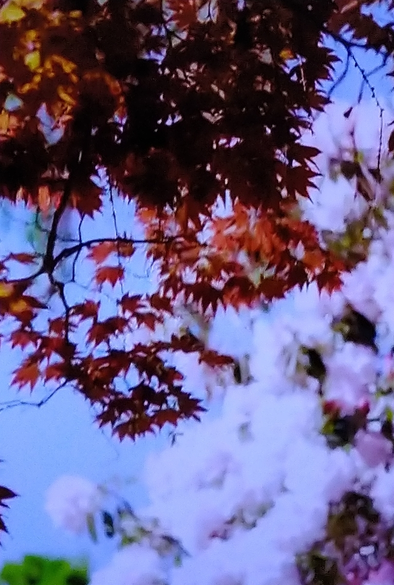 f:id:airaingood:20210103152349j:plain