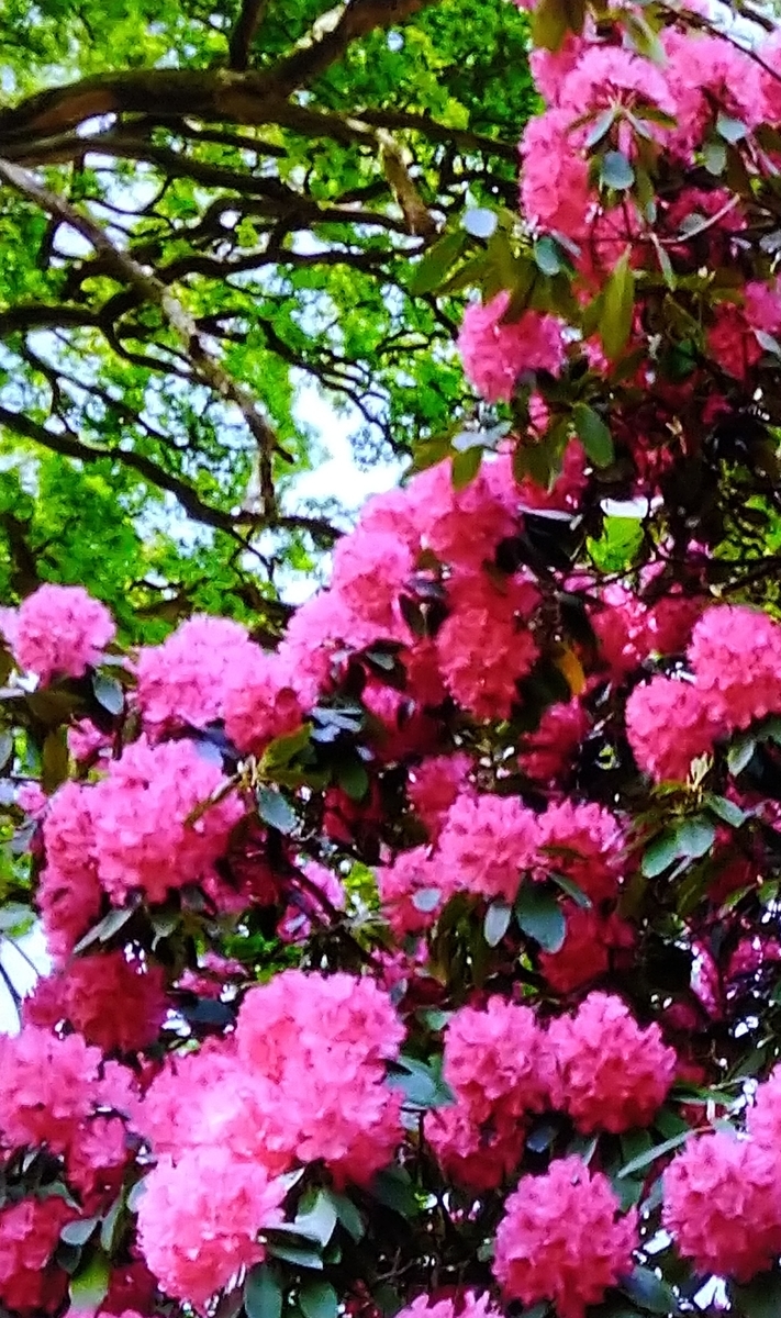 f:id:airaingood:20210103152403j:plain