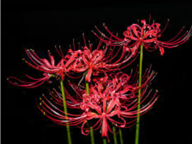 f:id:airaingood:20210126112112p:plain