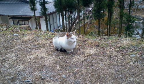 f:id:airgyan:20130109235657j:image