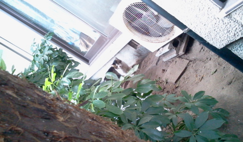 f:id:airgyan:20130209233837j:image