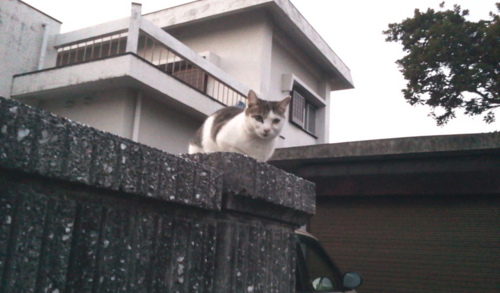 f:id:airgyan:20130214014418j:image