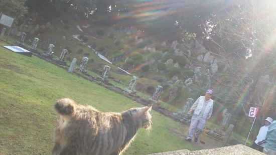 f:id:airgyan:20131111212855j:image f:id:airgyan:20131111212855j:image