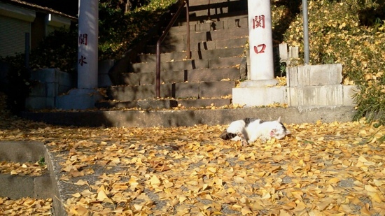 f:id:airgyan:20131222204717j:image f:id:airgyan:20131222204717j:image