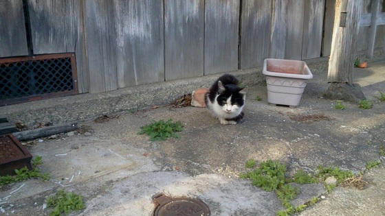 f:id:airgyan:20140310023915j:image