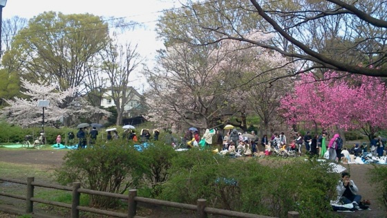 [桜][Park]