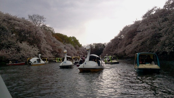 [桜][Park]