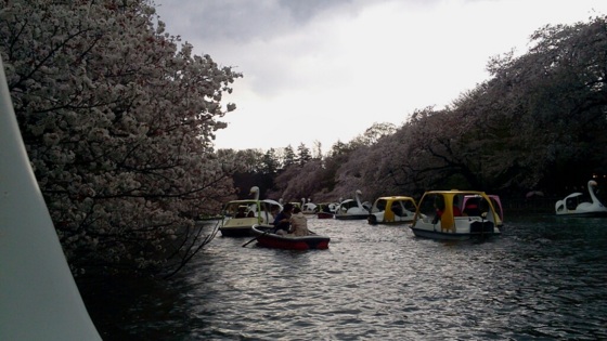 [桜][Park]