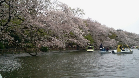 [桜][Park]