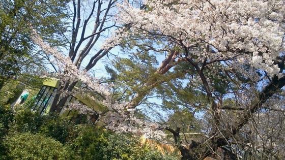 [桜][Park]