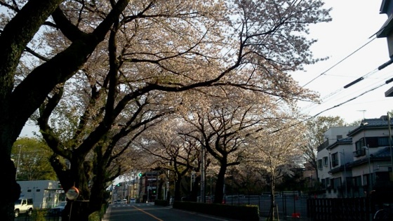 [桜][Park]