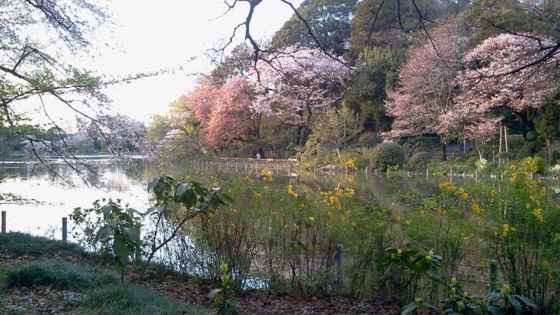 [桜][Park]