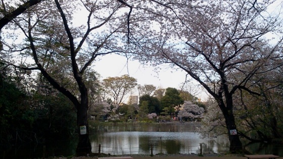 [桜][Park]