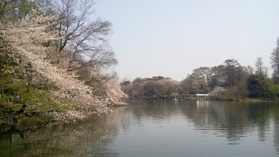 [桜][Park]