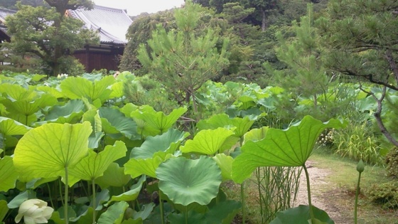 f:id:airgyan:20140708145644j:image f:id:airgyan:20140708145644j:image