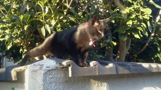 f:id:airgyan:20141006163317j:image