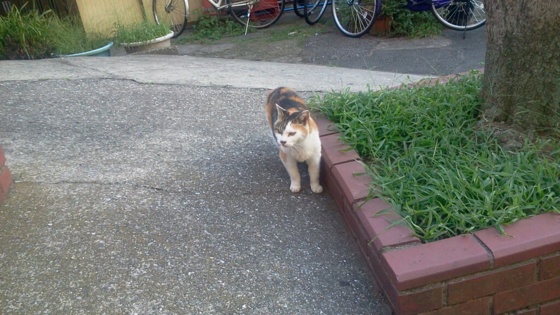 f:id:airgyan:20141006163327j:image