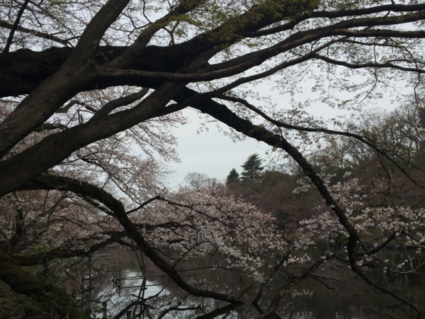 f:id:airgyan:20160410003447j:image f:id:airgyan:20160410003447j:image