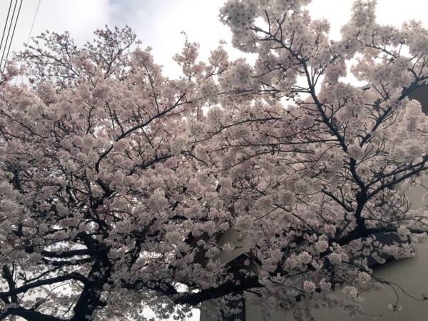 f:id:airgyan:20160410003454j:image f:id:airgyan:20160410003454j:image