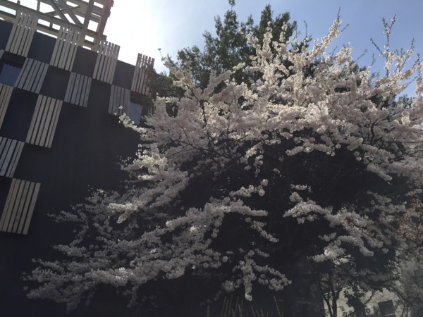 [Travel][桜]