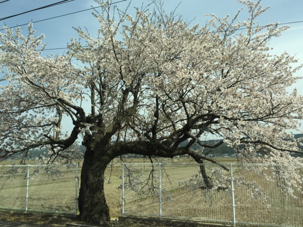 [Travel][桜]