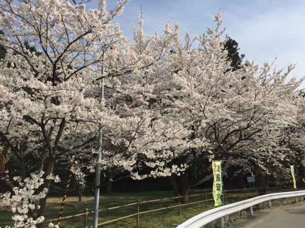 [Travel][桜]