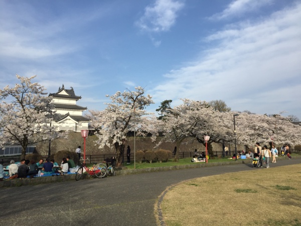 [Travel][桜]