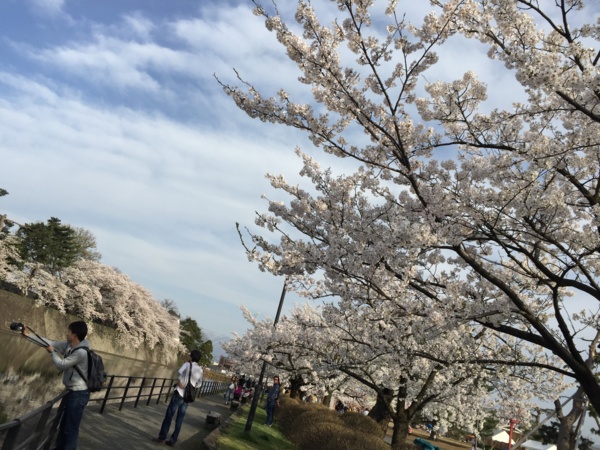 [Travel][桜]