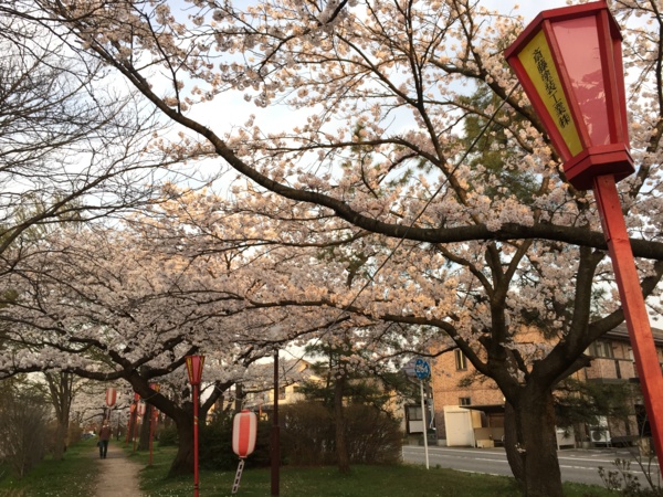 [Travel][桜]