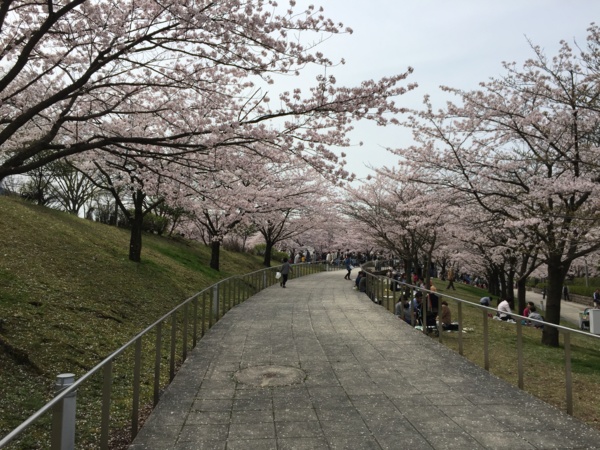 [Travel][桜][Park]