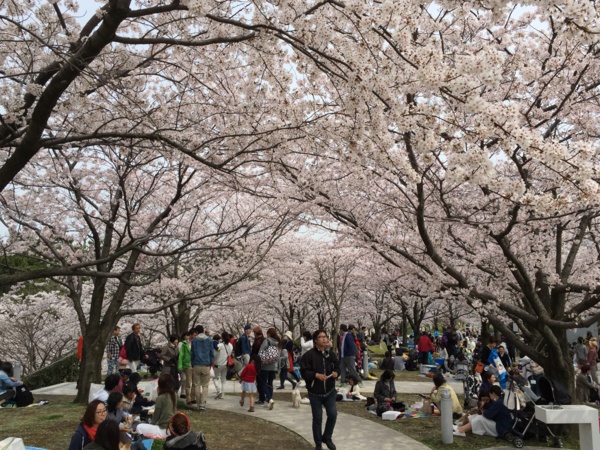 [Travel][桜]