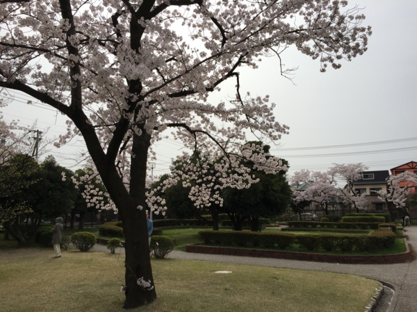 [Travel][桜]