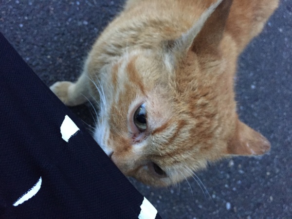 f:id:airgyan:20160429205548j:image f:id:airgyan:20160429205548j:image