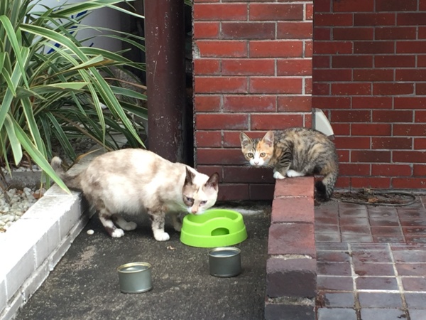 f:id:airgyan:20160828002441j:image f:id:airgyan:20160828002441j:image