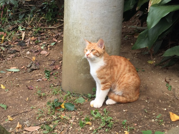 f:id:airgyan:20161024222231j:image f:id:airgyan:20161024222231j:image