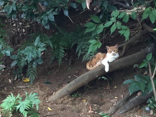 f:id:airgyan:20161024222302j:image f:id:airgyan:20161024222302j:image