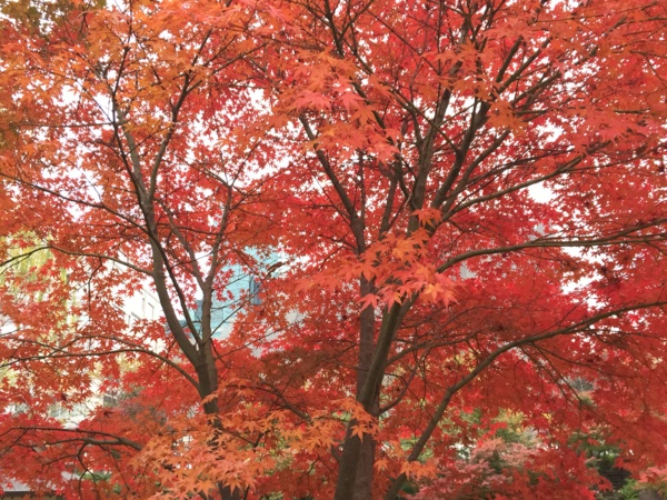 [Garden][Tokyo]