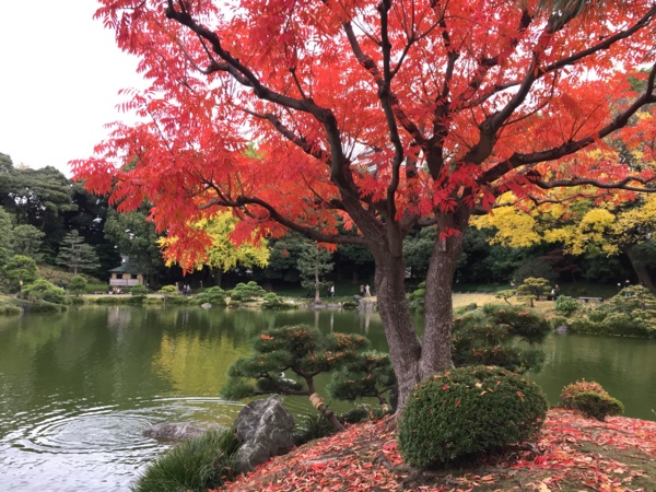 [Garden][Tokyo]