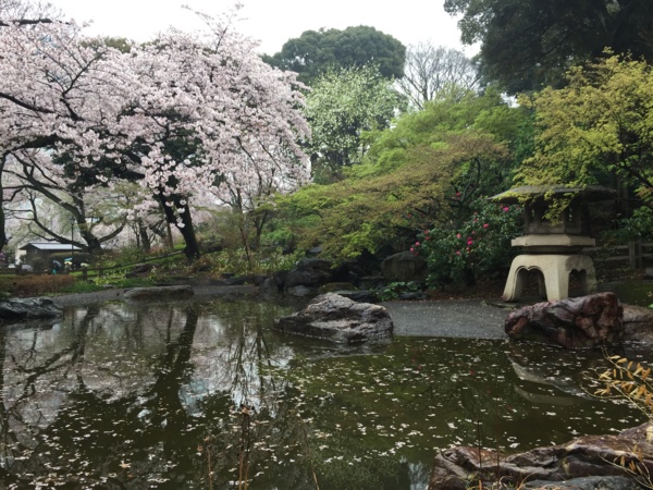 [桜][Garden]