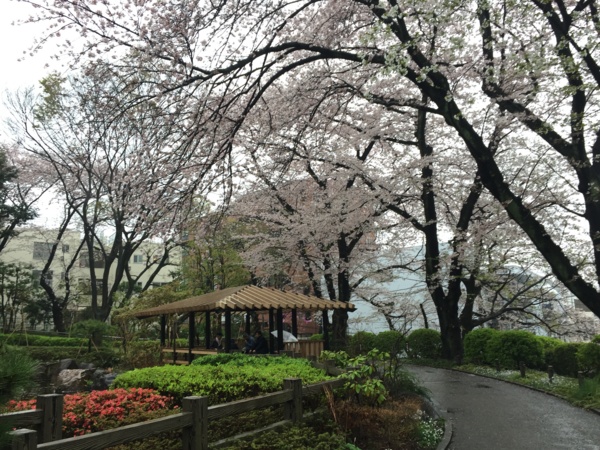 [桜][Garden]