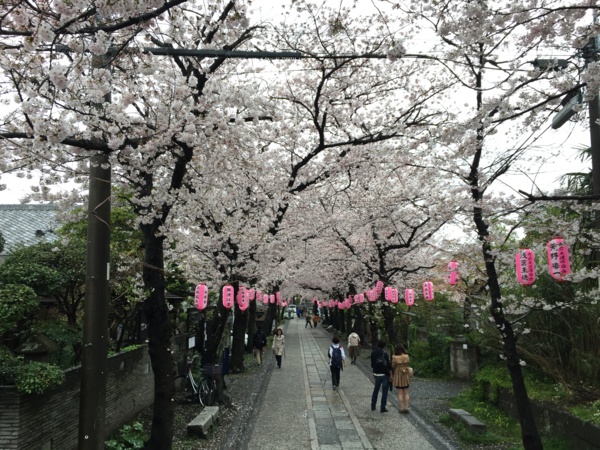 [桜][Garden]