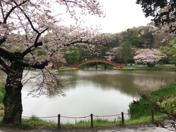 [桜][Garden]