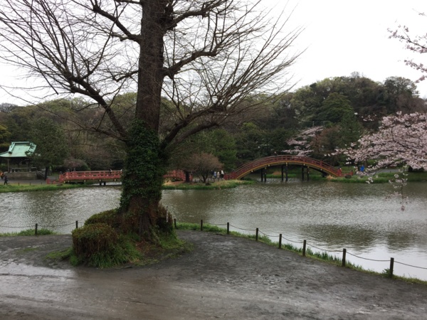 [桜][Garden]